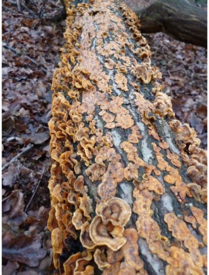Fruit bodies on oak in Rochford, UK.